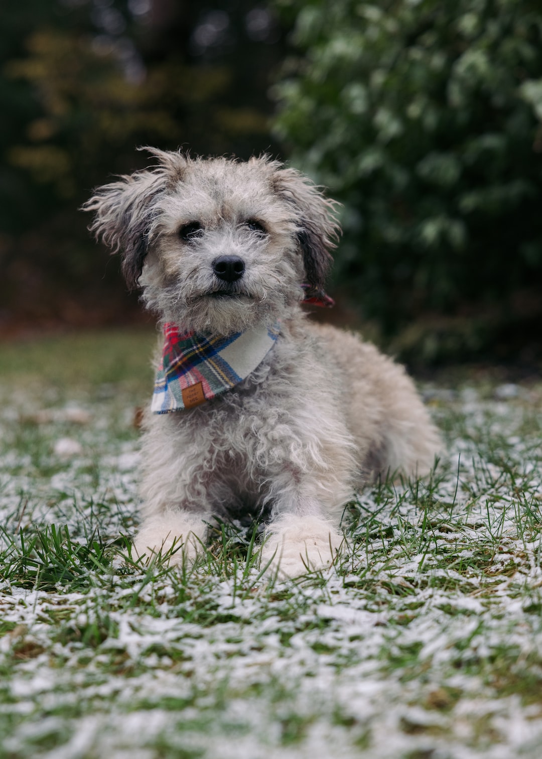 A portrait of a front-facing terrier mix with a plaid bandana. 