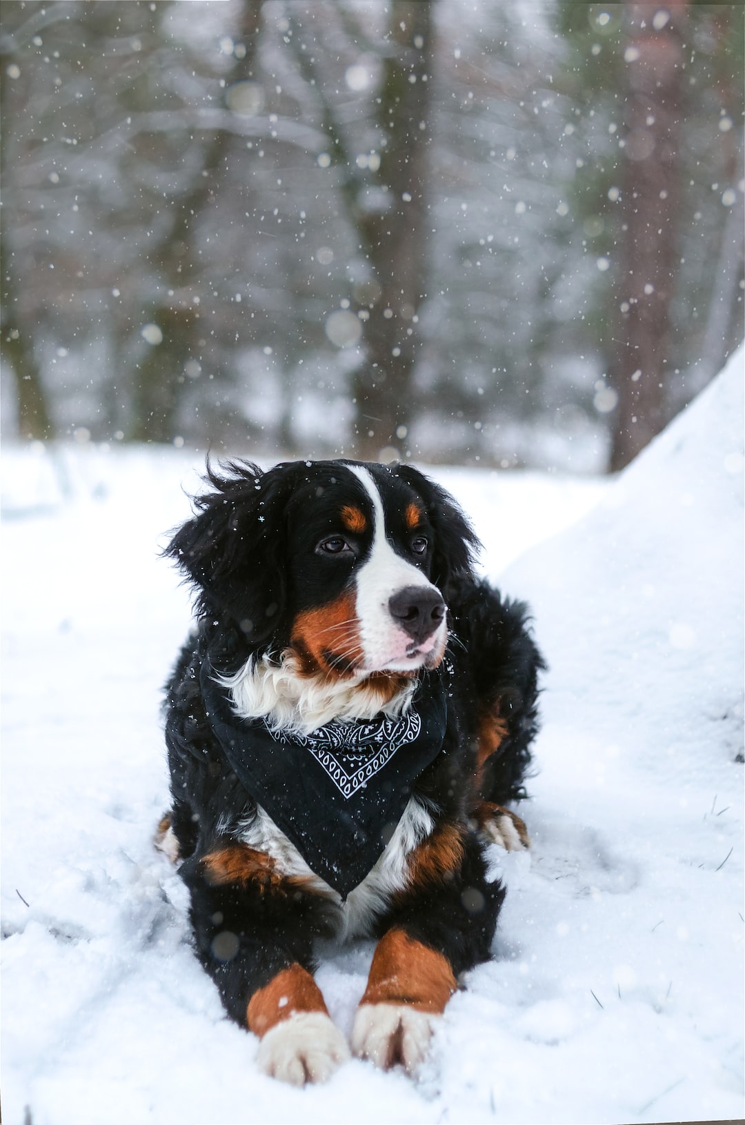 Puppy Bernese Mountain Dog, this girl is 6 months old and she loves play in the forest