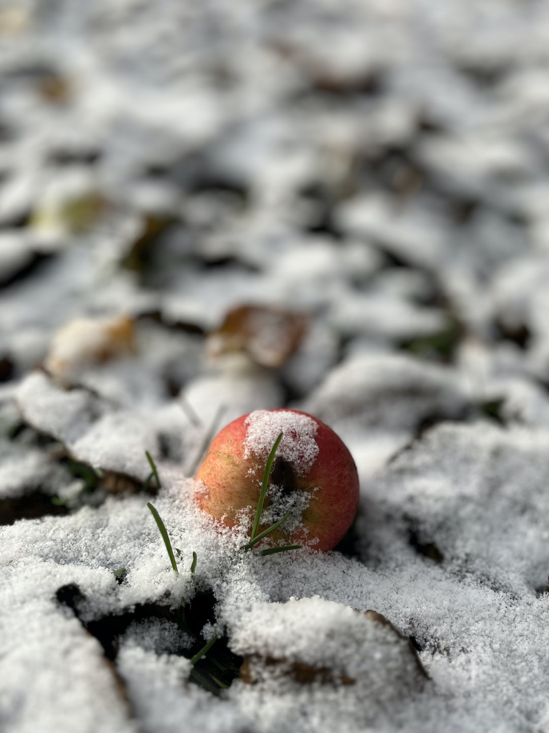 apple in the snow