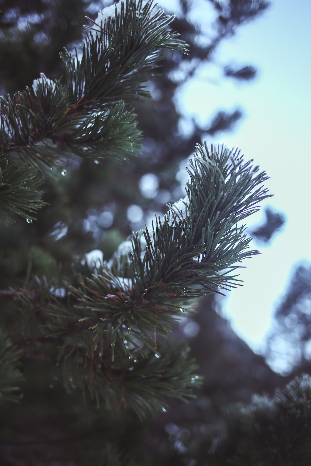 Frozen pine tree branch with water drops