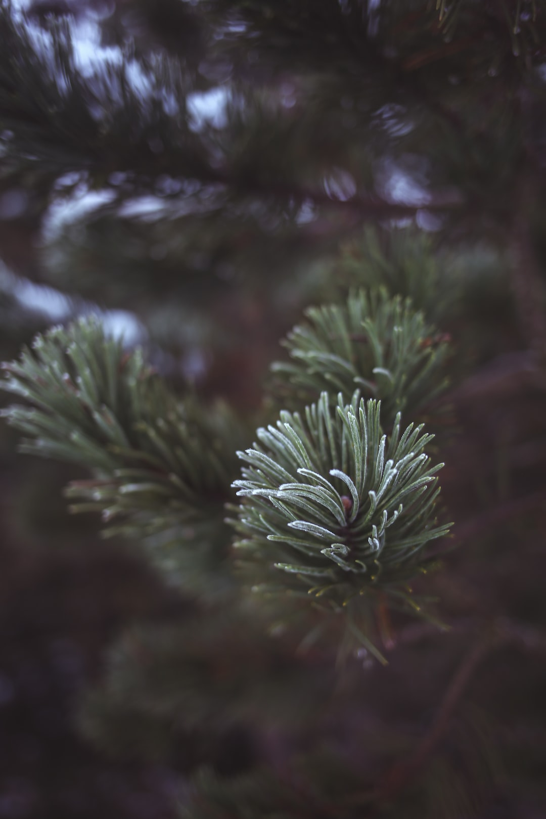 Frozen pine branch in forest