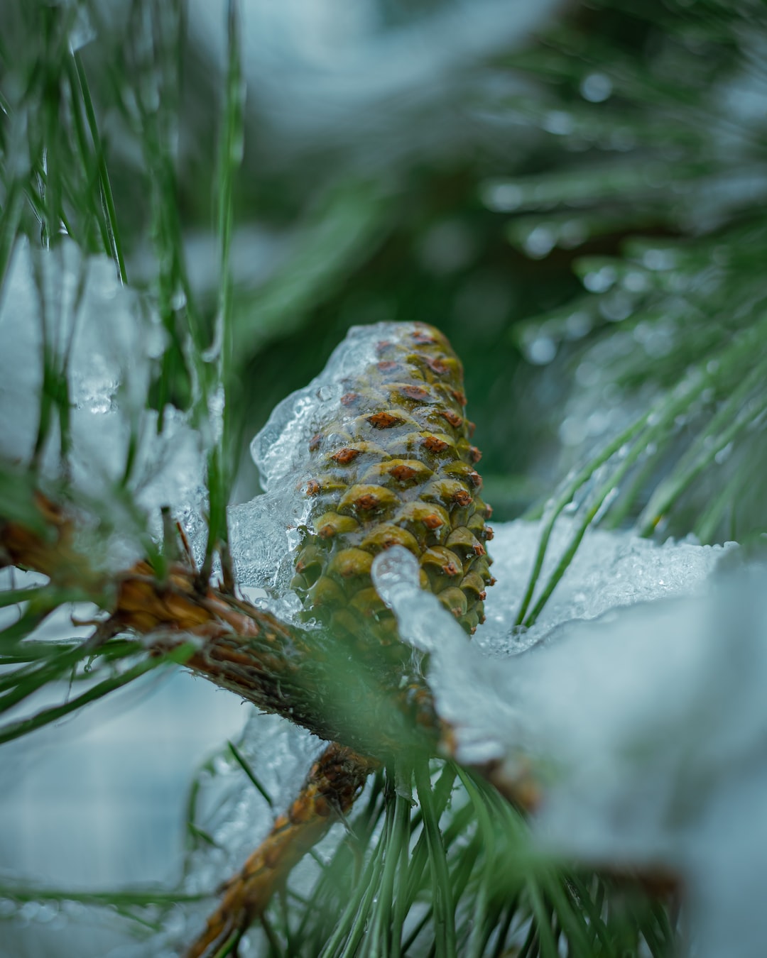 snow covered christmas tree