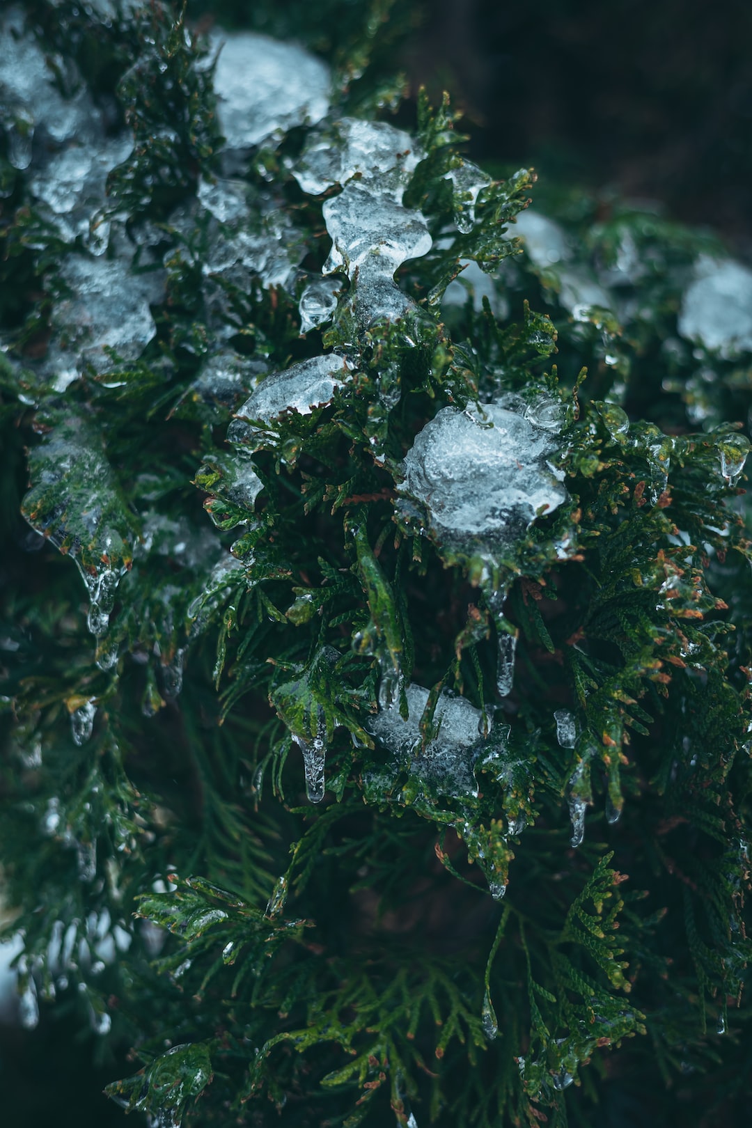 snow covered christmas tree