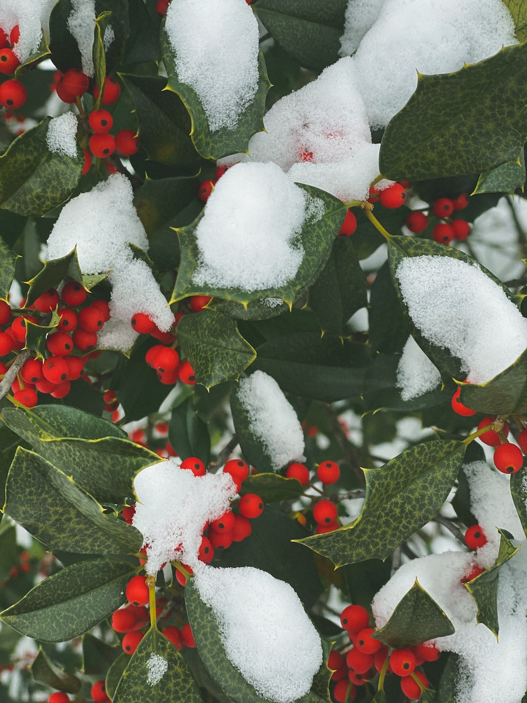 Snow covered berries