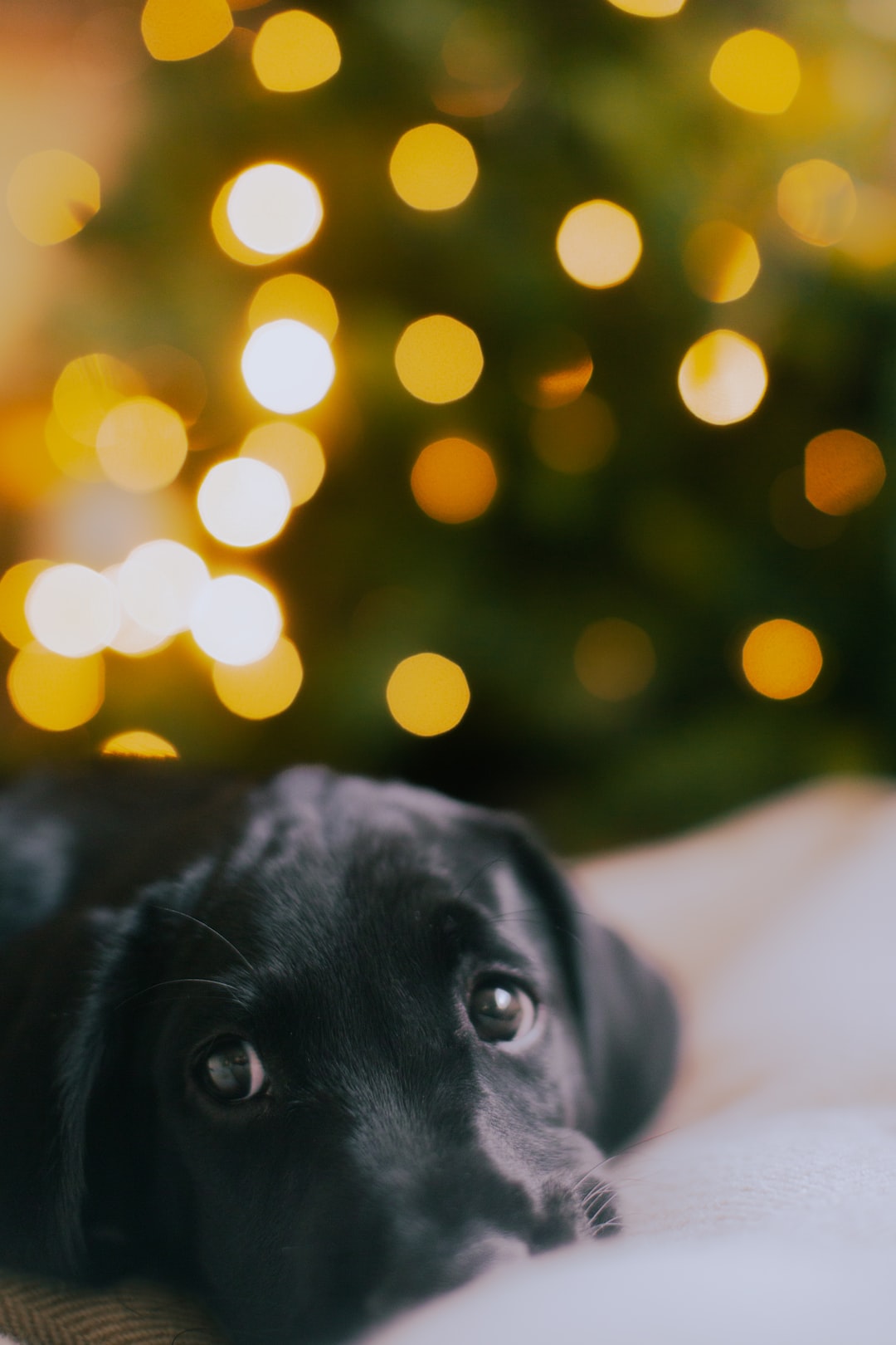 Black Labrador in front of Christmas tree