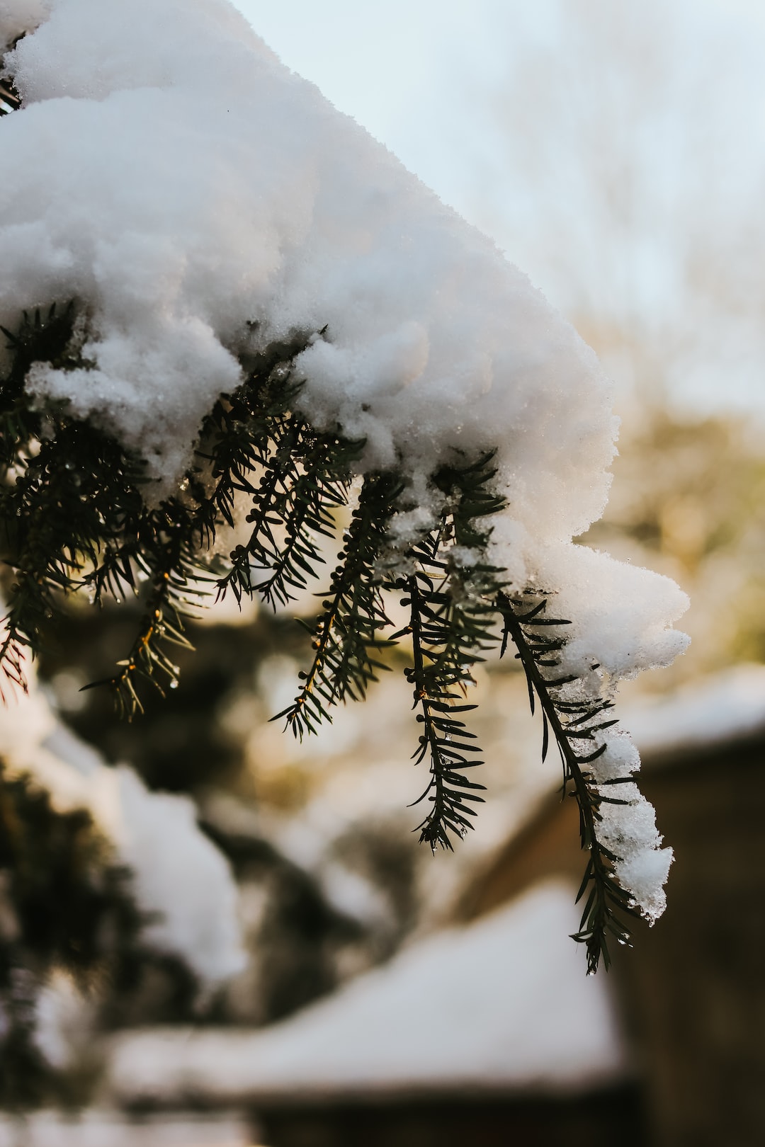 Snow on Fir