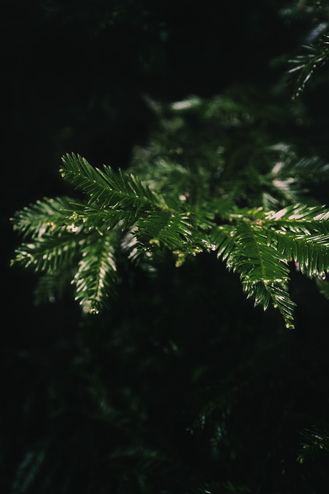 Christmas tree ready for decorations