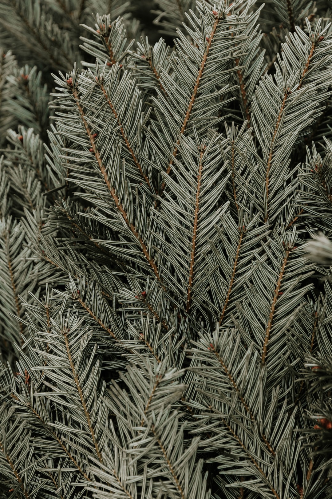 Muted Tones of Fir Tree Branches