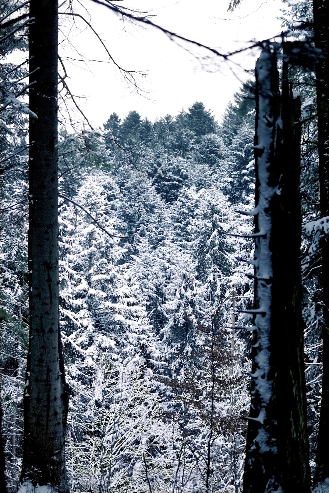 Forest in winter time.