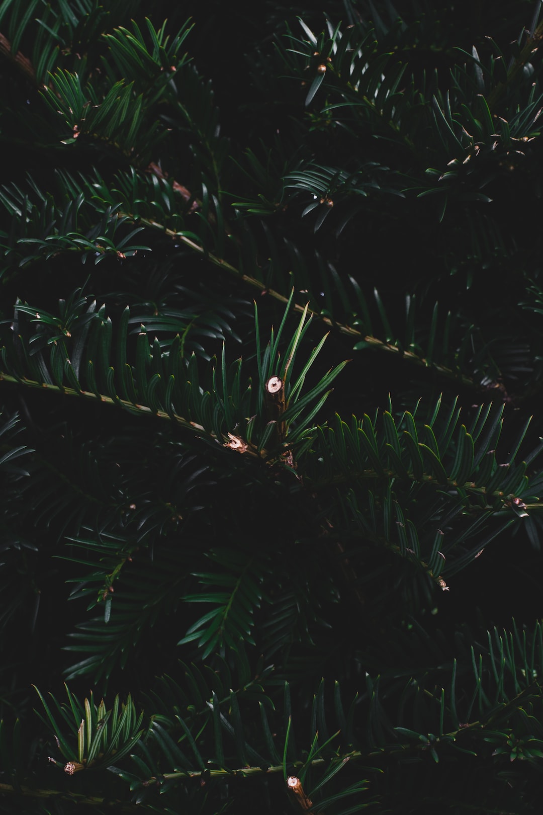 Festive Pine