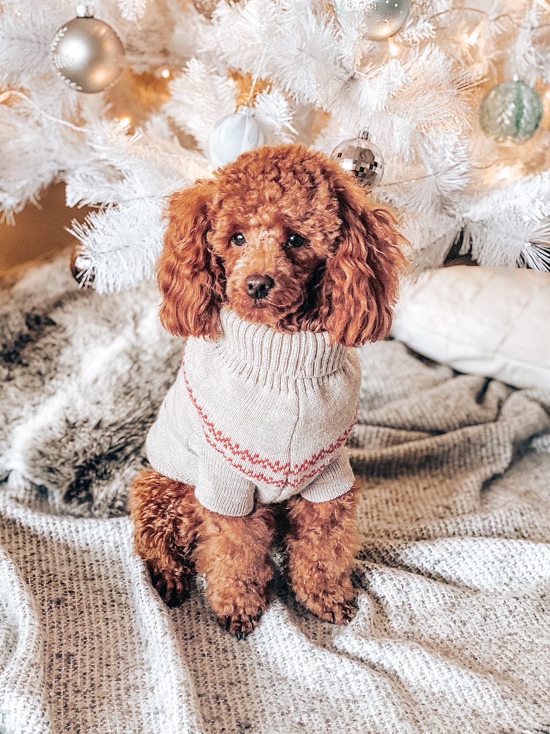 Christmas Poodle!