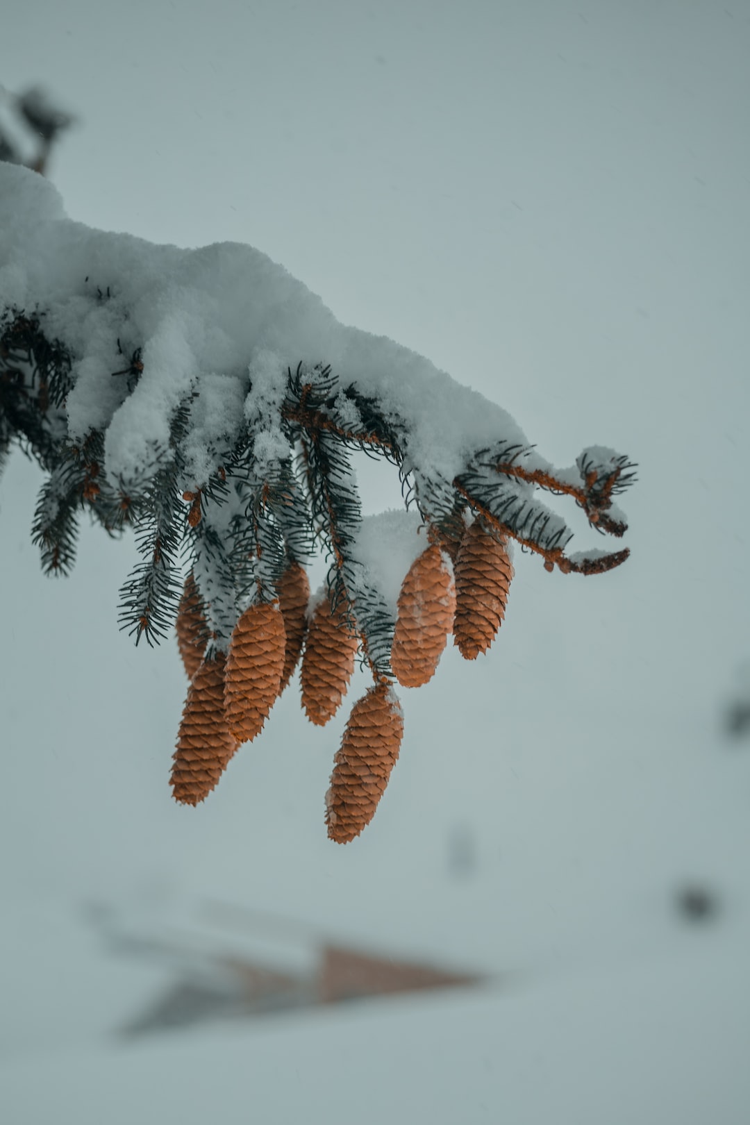 tir cones hanging off a branch while snowfall in winter