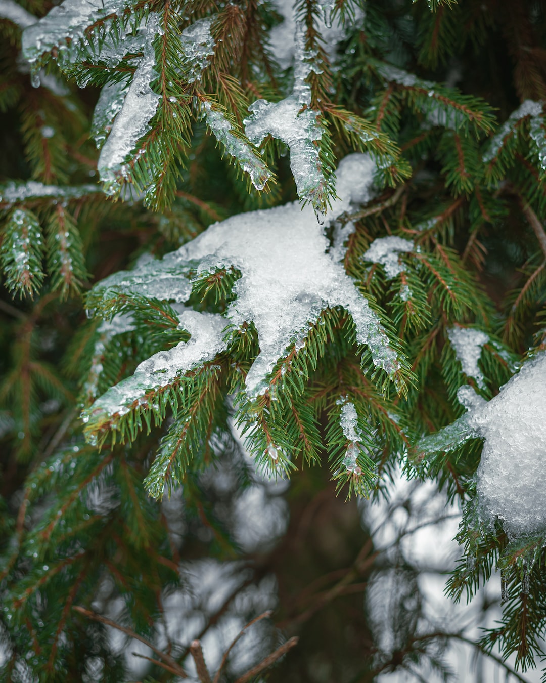 snow covered christmas tree