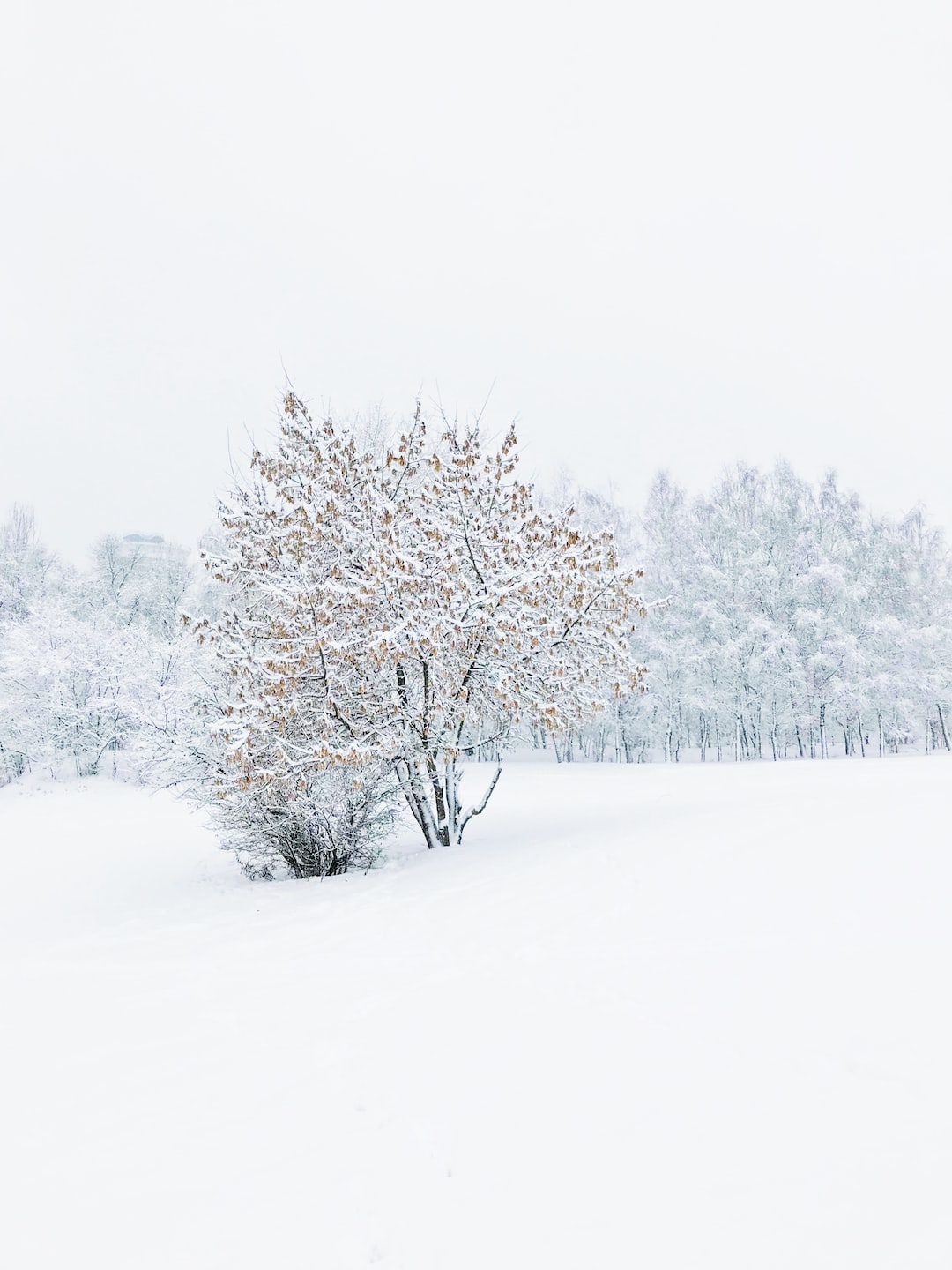 I absolutely love winter! The purity of nature covered with crystal clear snow, it’s magical. I couldn’t help myself to take a picture of this masterpiece created by nature. It’s very fragile, so I’m happy that I witnessed it.