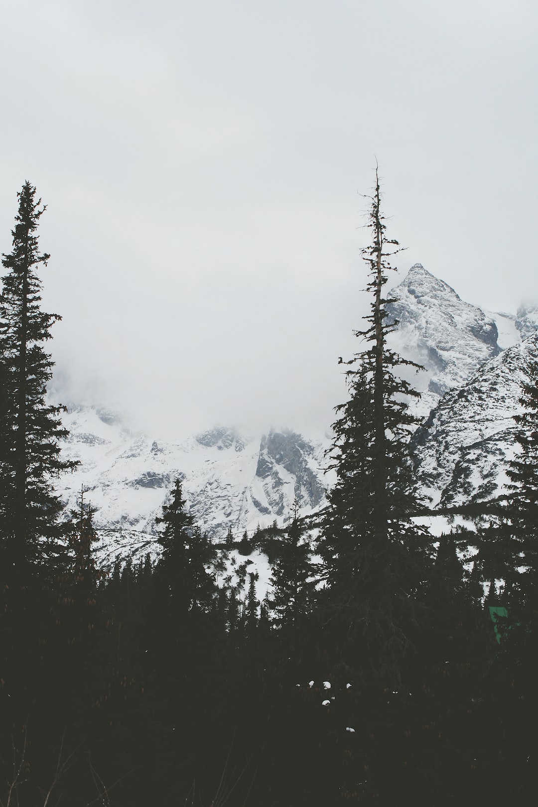 Conifers at the foot of snowy mountains