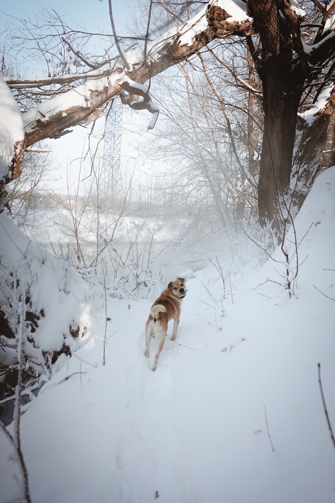 Dog standing in the snow