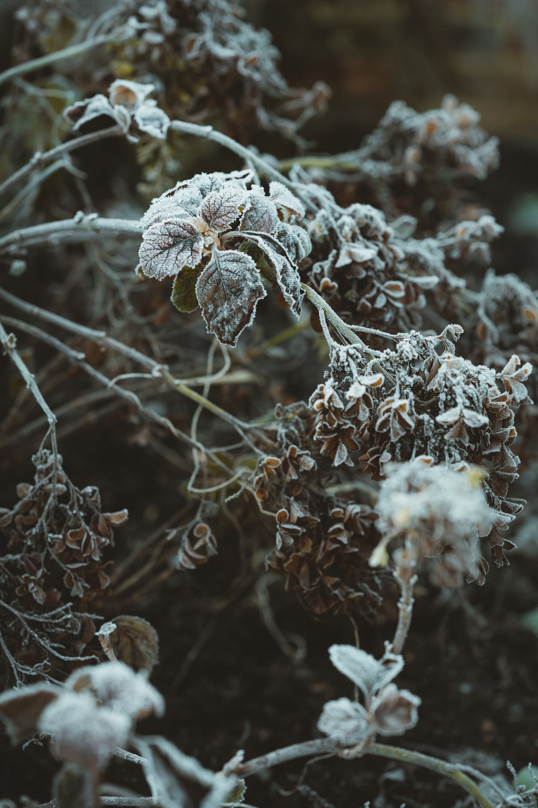 Frozen hydrangea