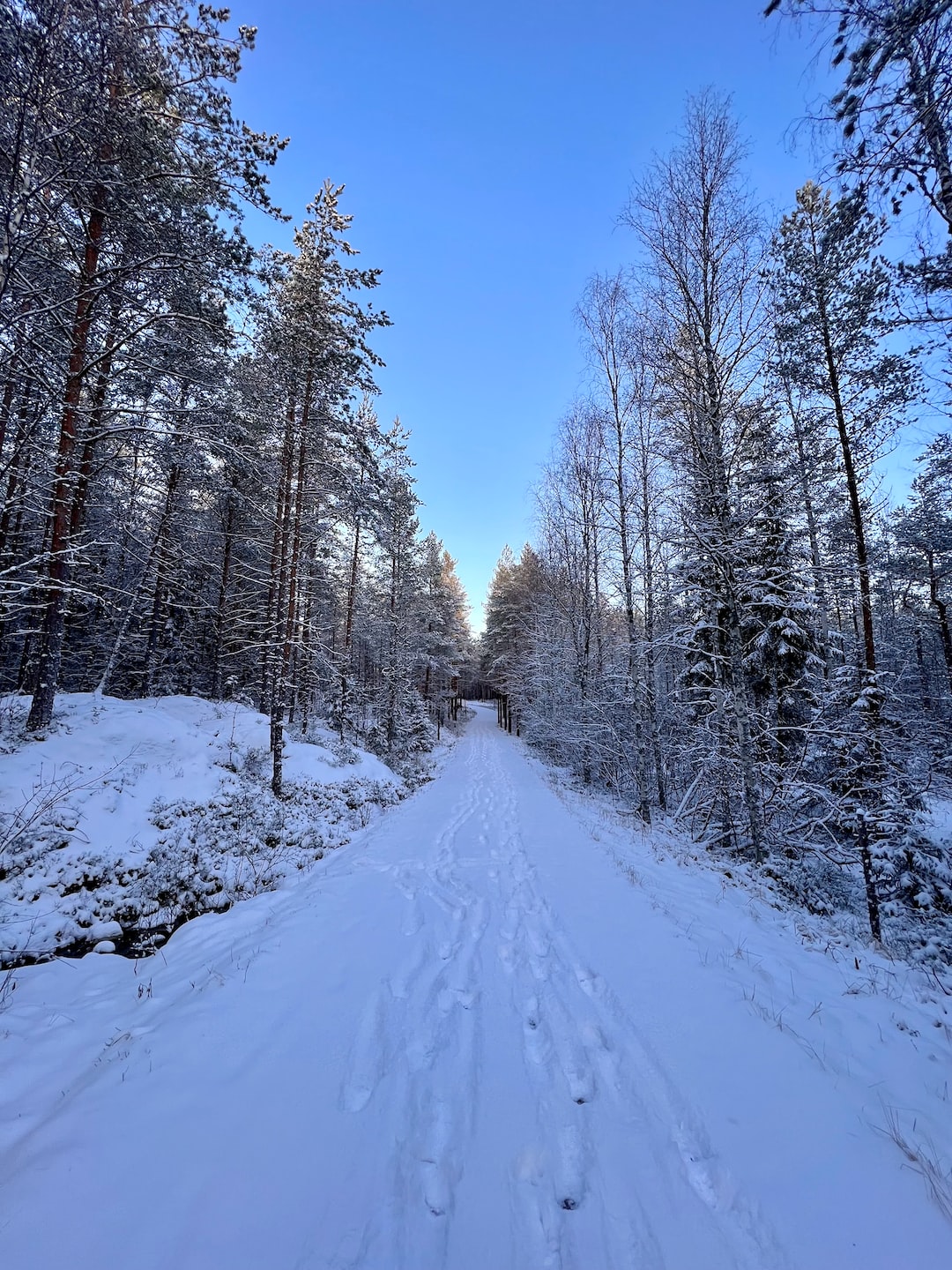 Deep forest trail in national park.