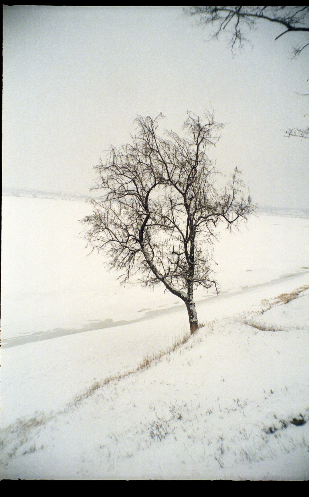 Winter River Tree