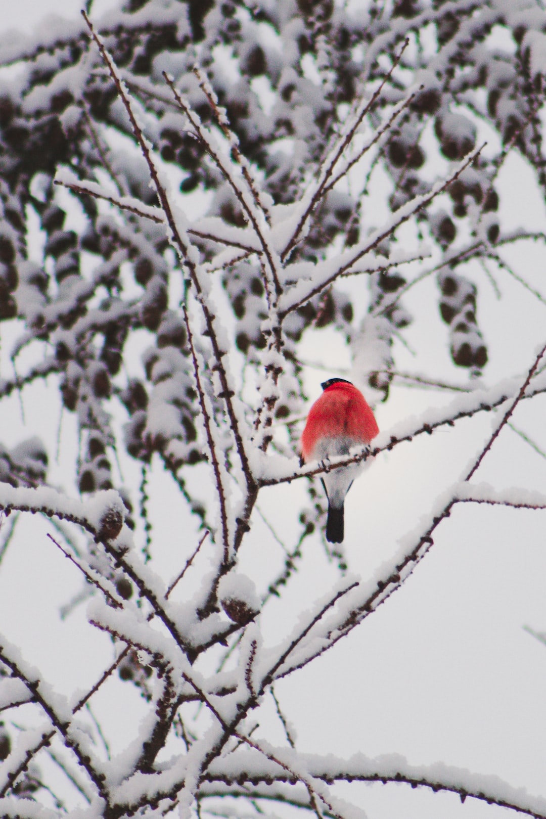 HD winter images