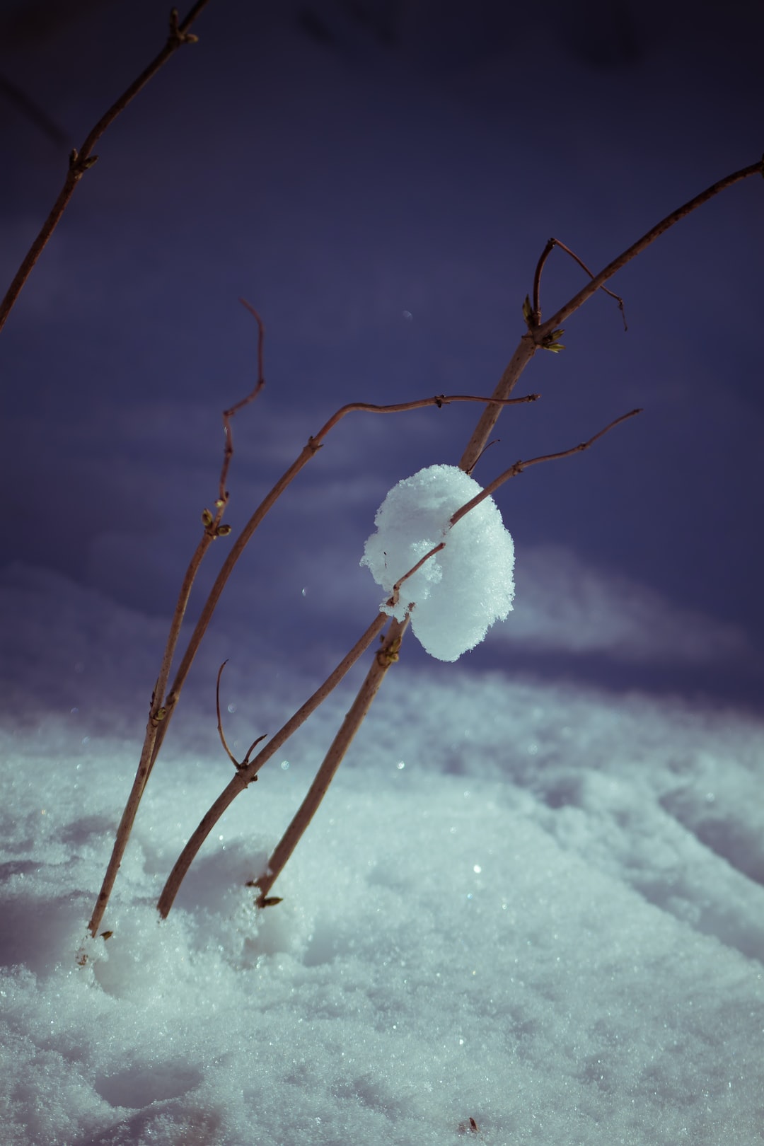 Snow ball on twigs