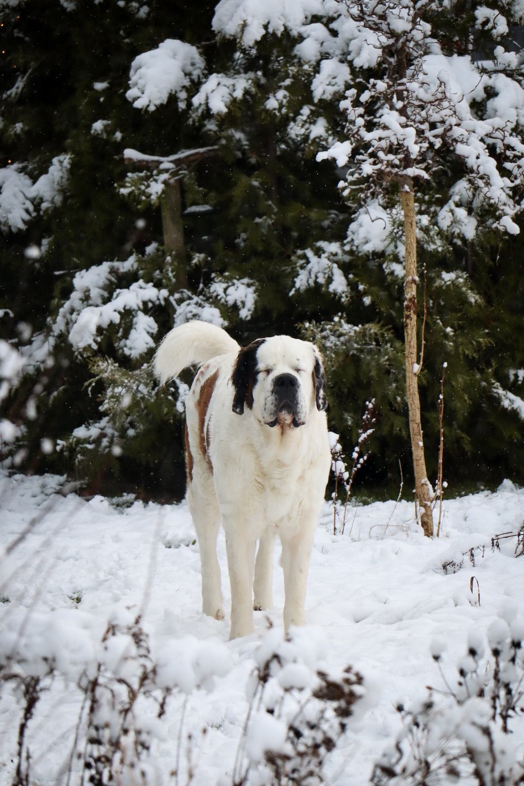 A cute Saint Bernard enjoying the snow.