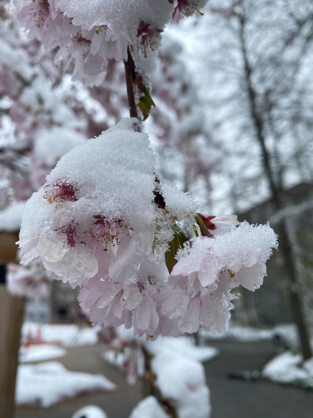Snow n cherry blossom!