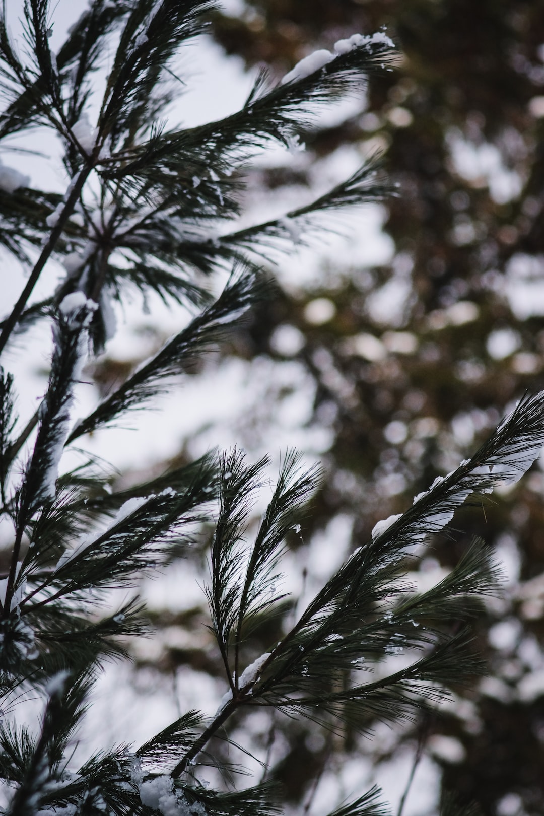 Pine tree in winter
