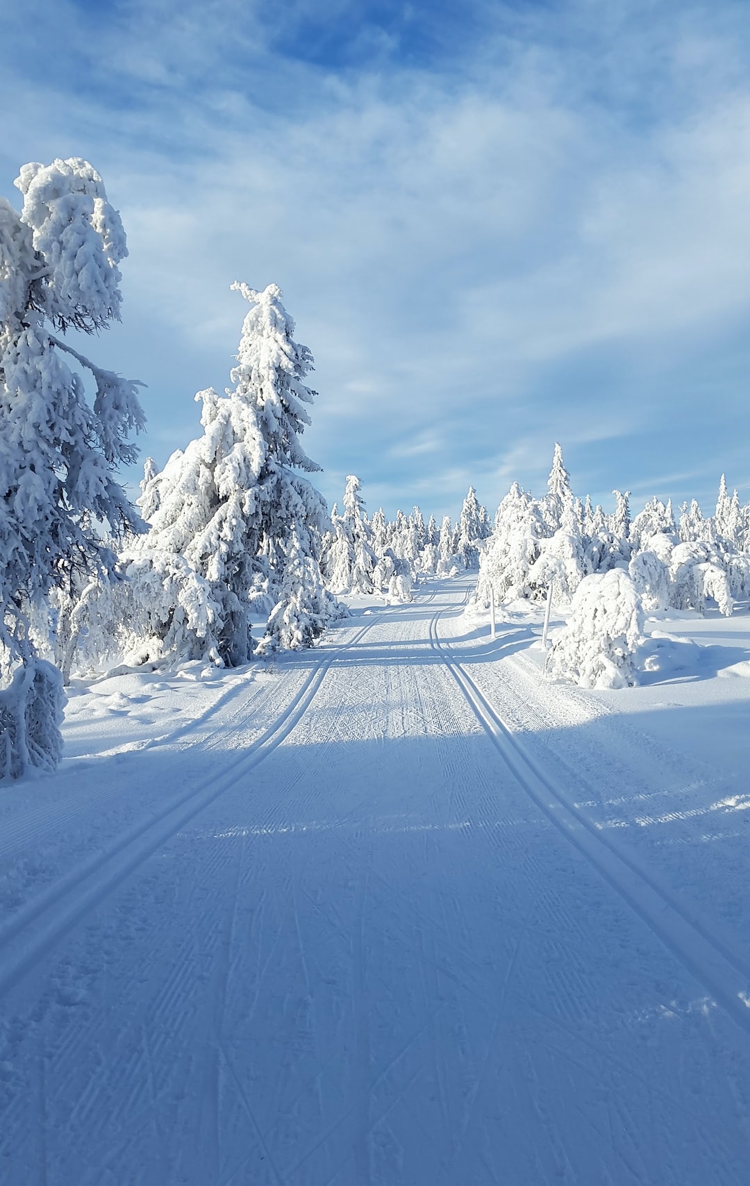 Cross country slopes in winter landscape