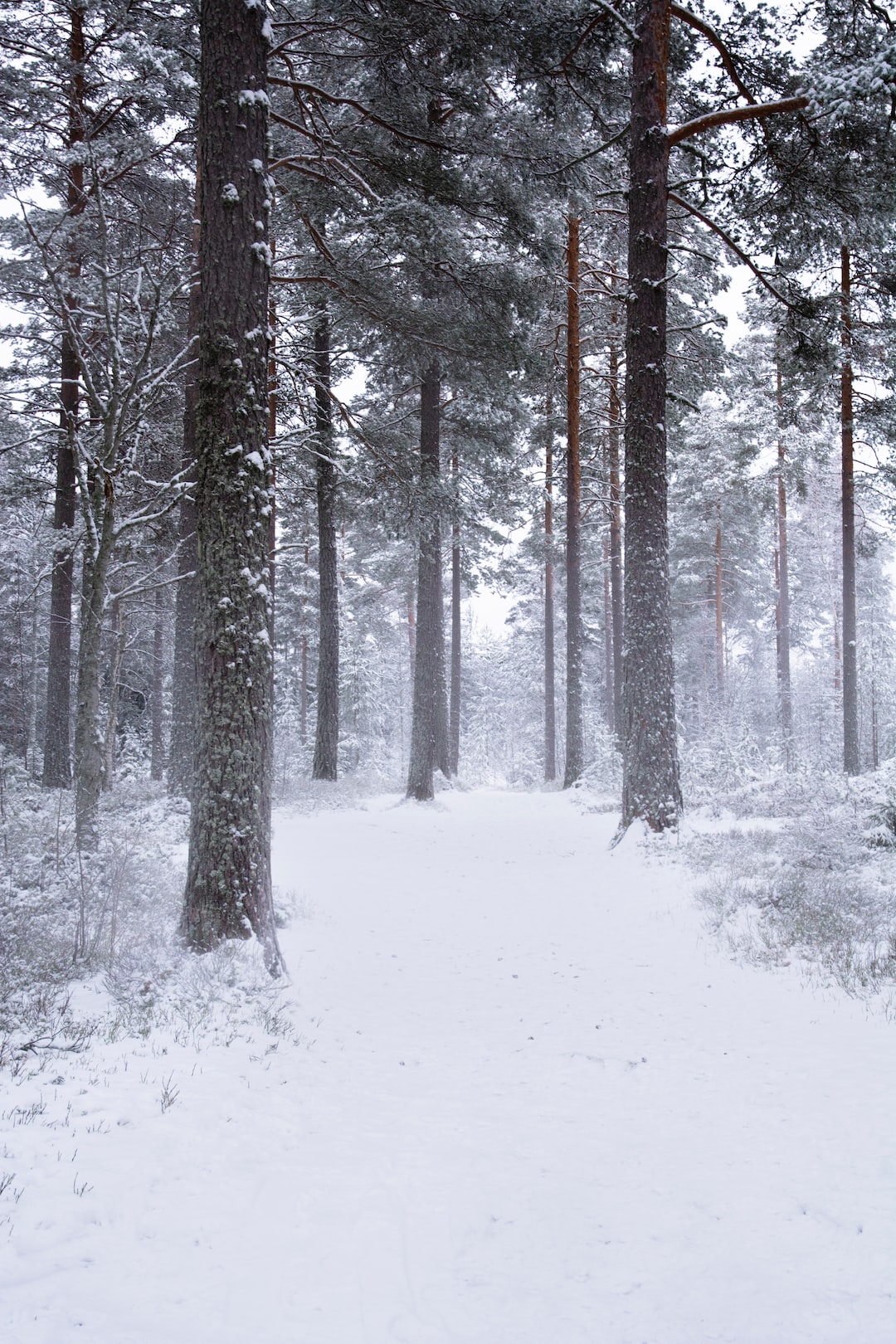 Winter Wonderland in Sweden