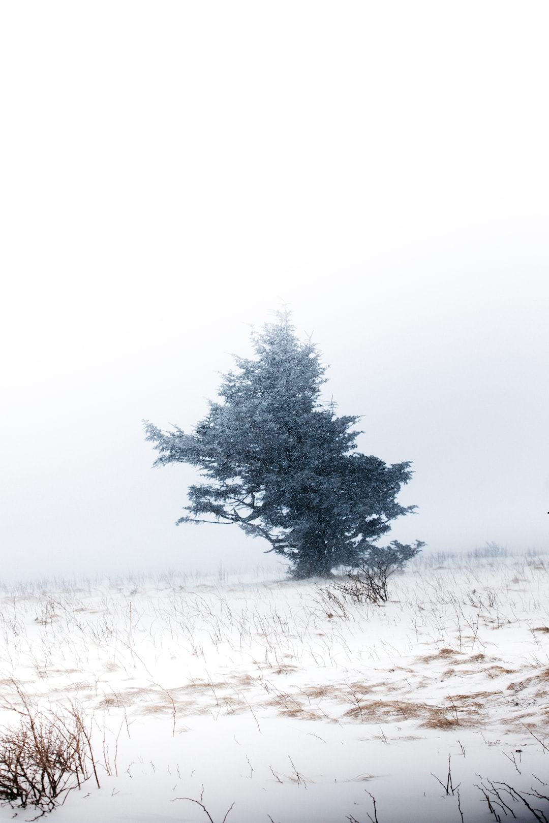 Fir tree standing in a field of snow