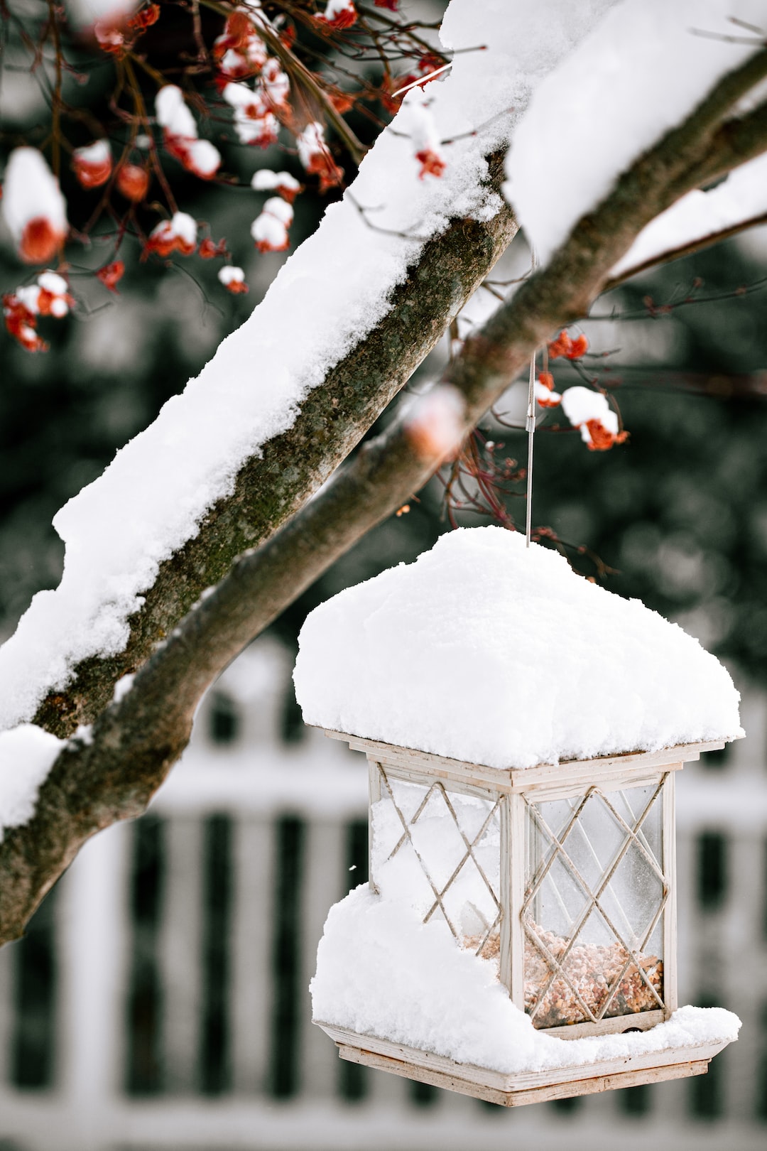 Bird feeder in the snow