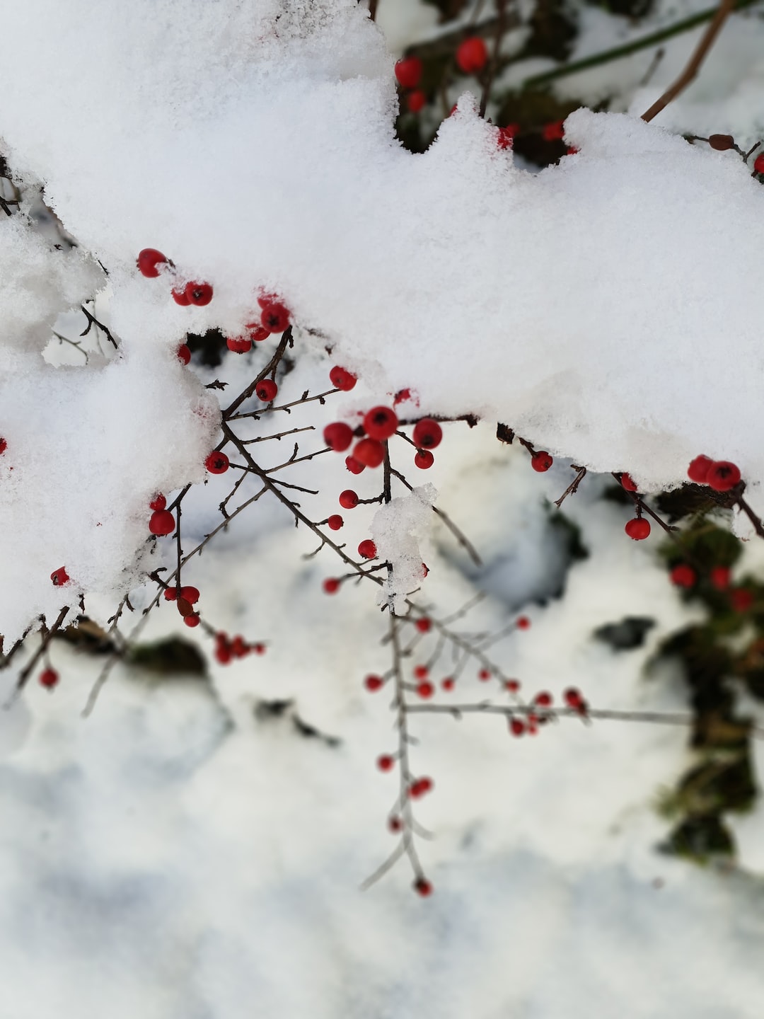 Red berries in winter 