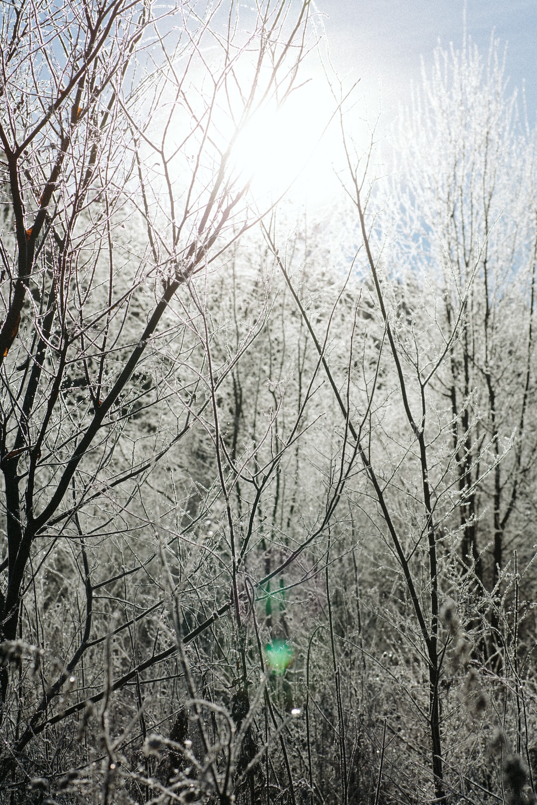 winter forest