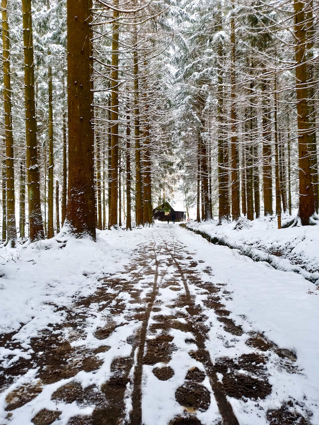 Hiking in winter through a forest with snow to a wodden hut 