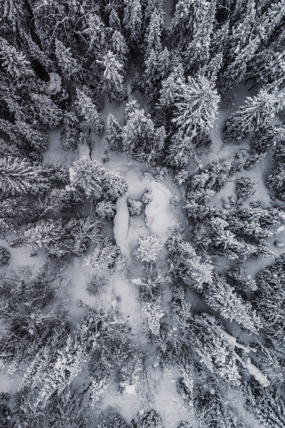 snow covered forest