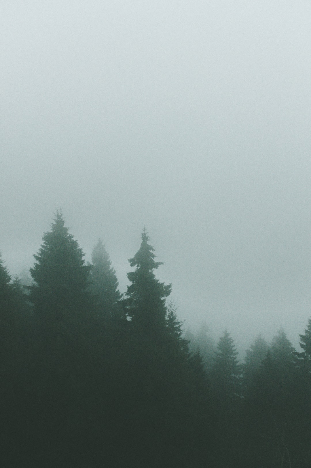 foggy and cloudy pine trees mountain landscape. 