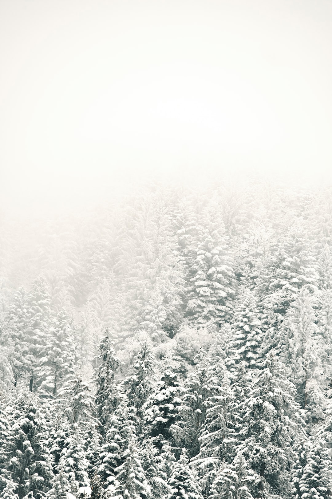 Winter Sunlight Snowy Forest iPhone 8 Wallpapers Free Download