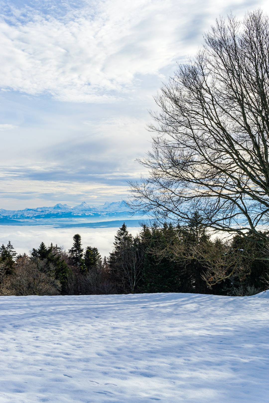 Winter scene with the Swiss Alps as a backdrop