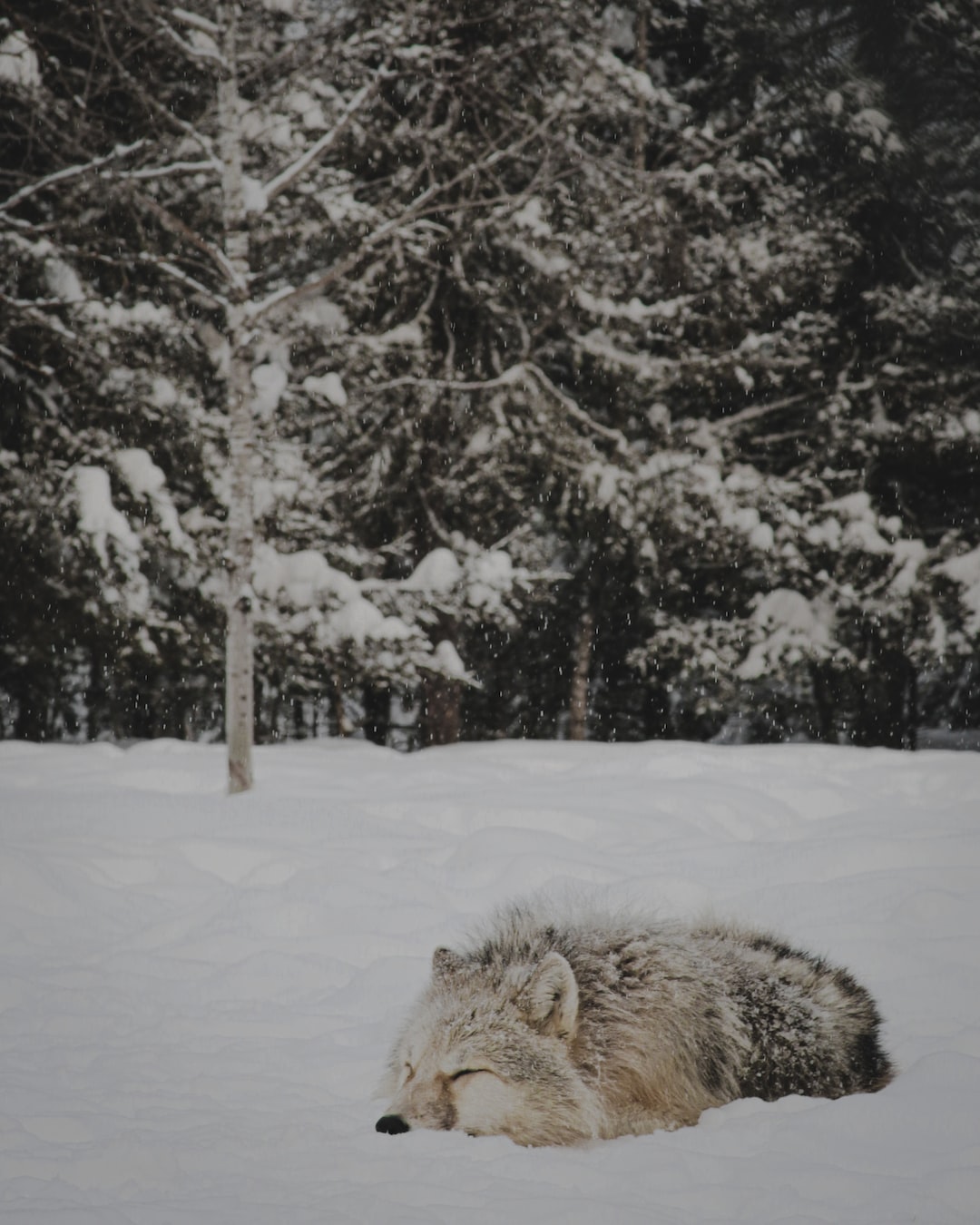 Naptime for this wolf