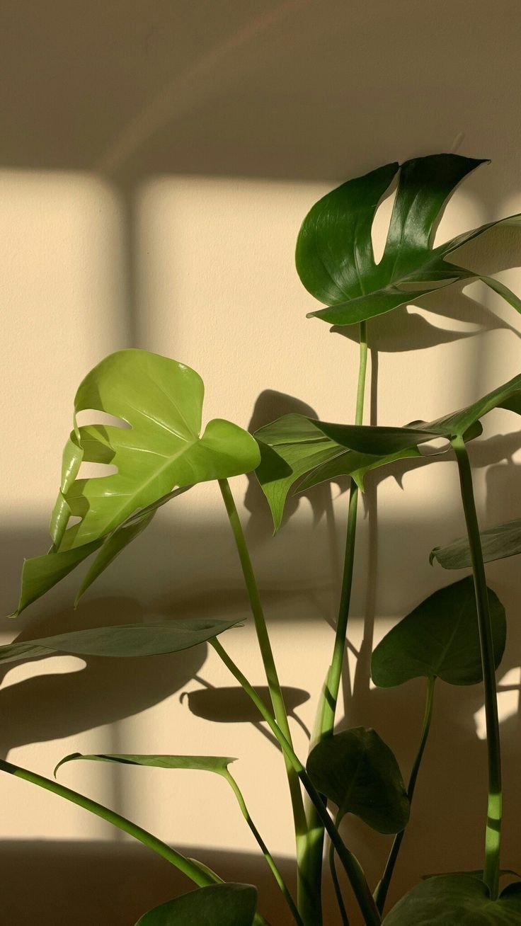 Imagen inspo aesthetic minimalistas diseo room plantas wallpaper aura   Green wallpaper Plant wallpaper Plants