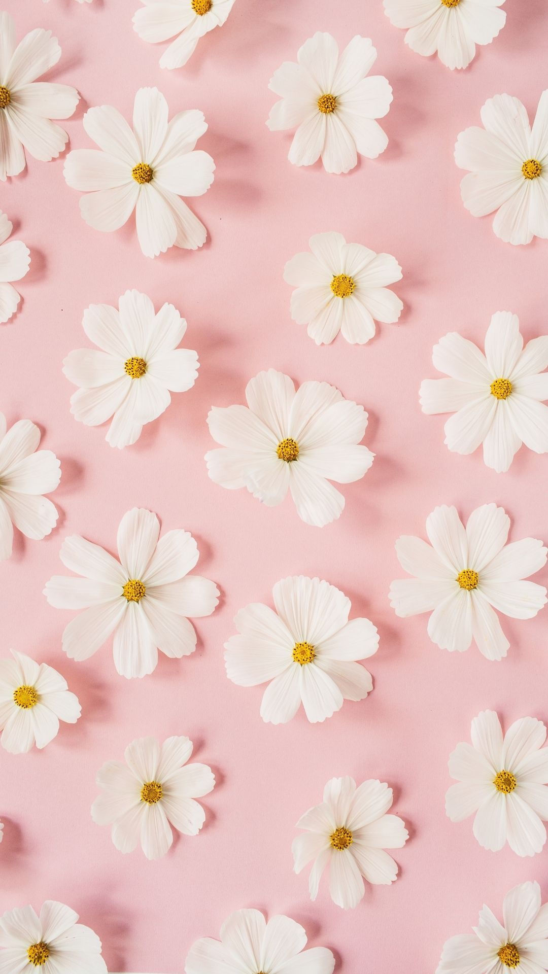 100 Pretty Pink Wallpapers For Phone  The XO Factor