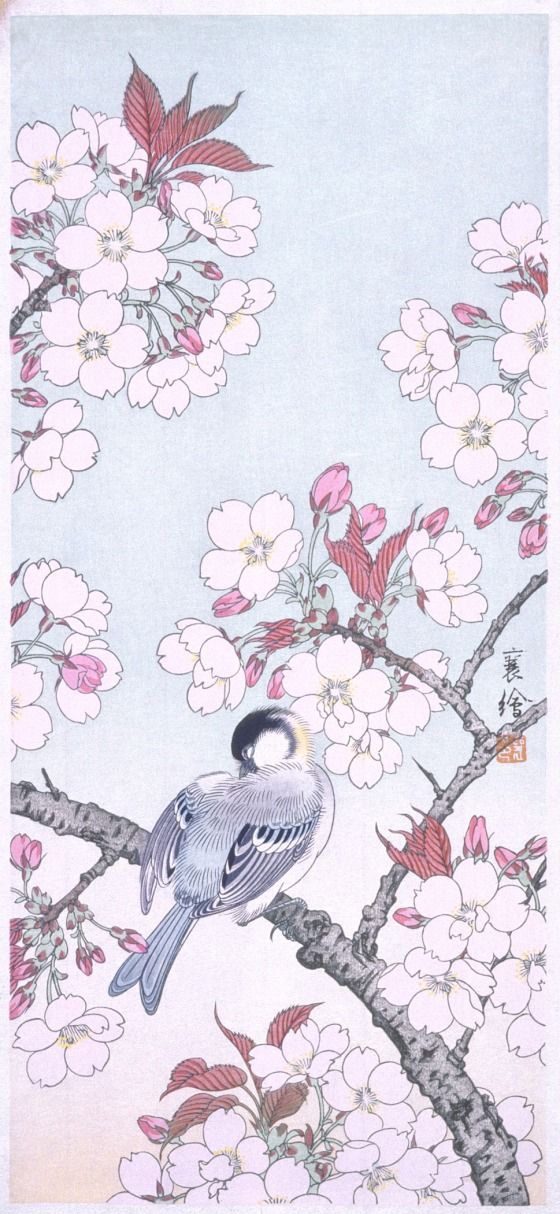 Tit among Cherry Blossoms