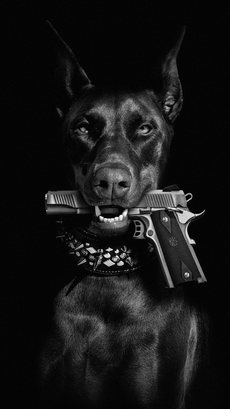Pin by Layla on cat and dog in 2022  Scary dogs Doberman Pitbull art