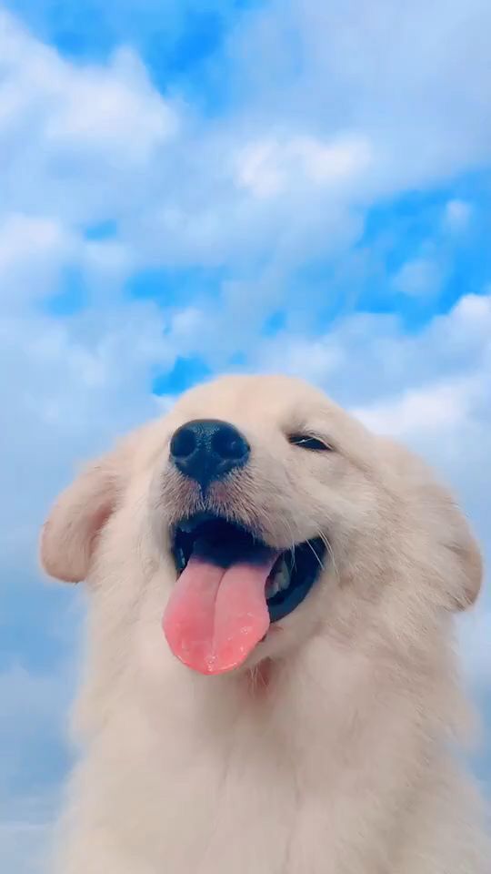 HD Dog images