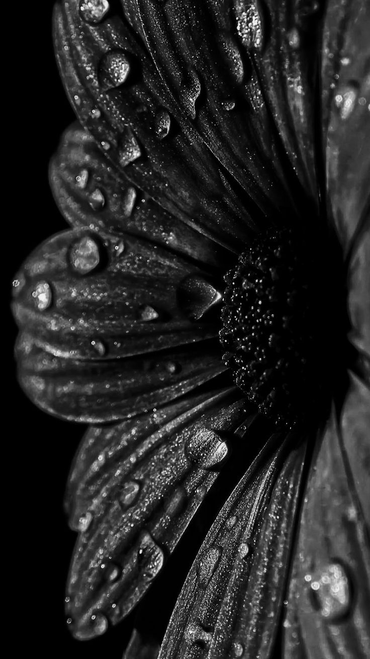 Pin by Holly Gillard on BW  Dark phone wallpapers Black and white art drawing Beautiful wallpaper for phone