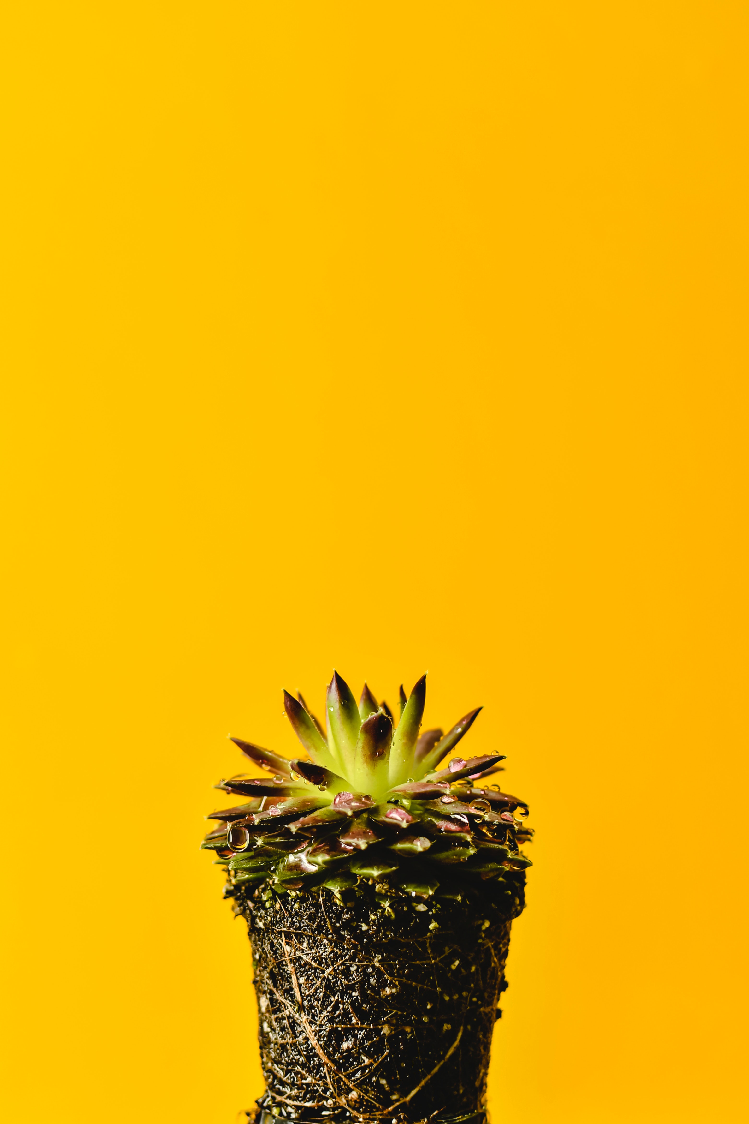 Cactus Mini Background Wallpaper Image For Free Download  Pngtree