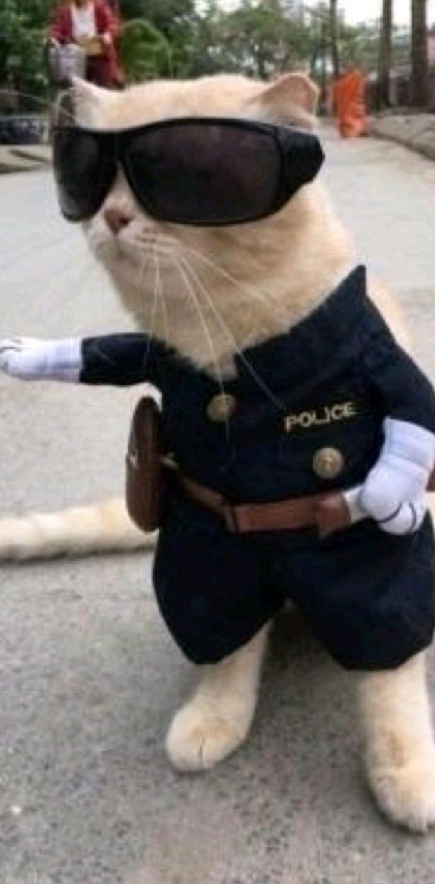 Cat police