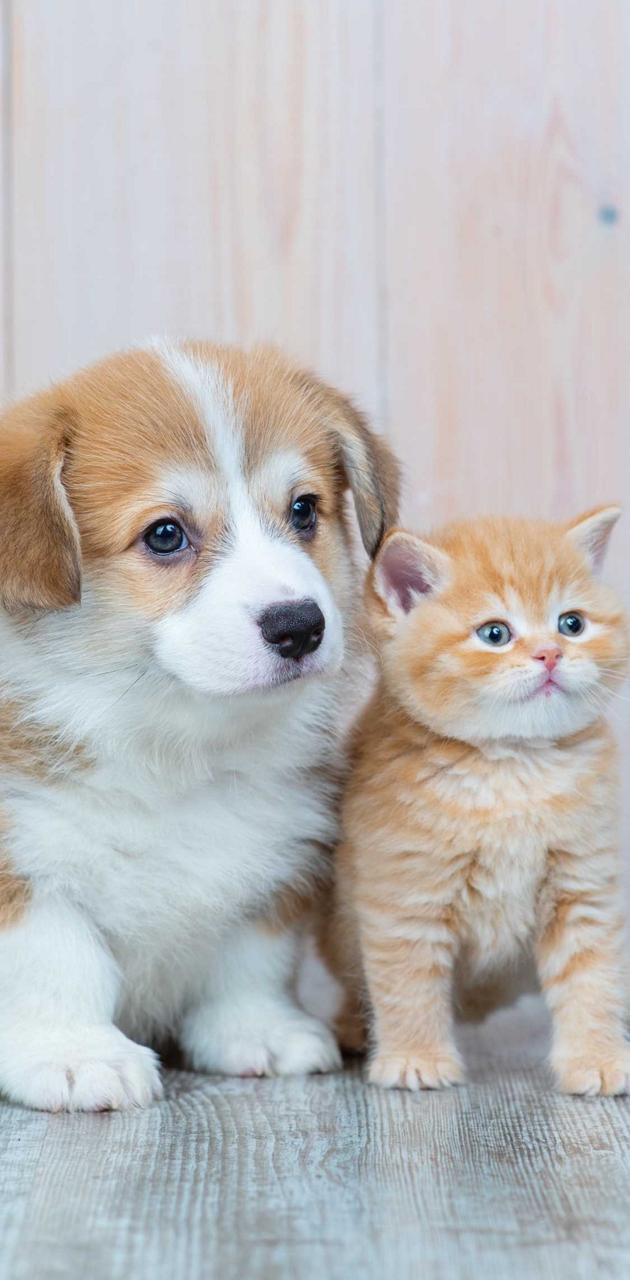 101200 Dog And Cat Stock Photos Pictures  RoyaltyFree Images  iStock   Dog and cat outside Pets Dog