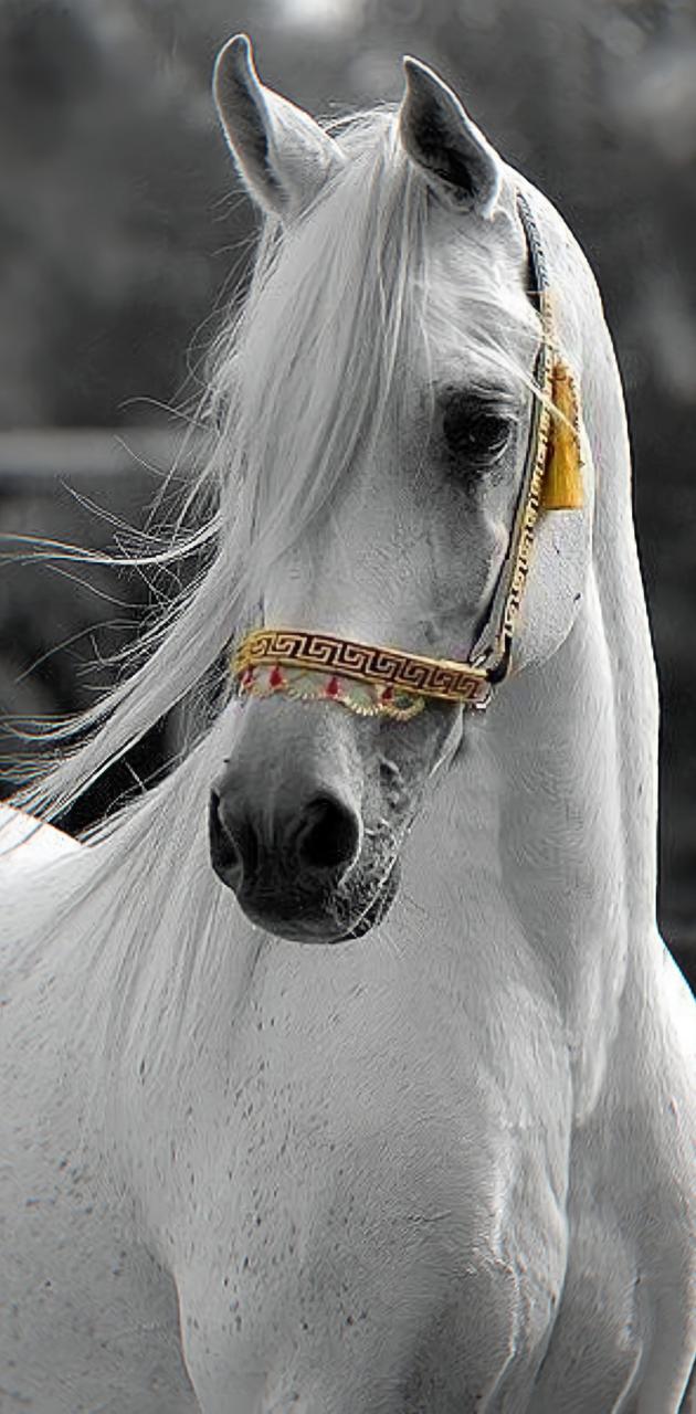 Arabian horse 